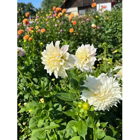 Lisi Grun Tiny House By Tiny Away *